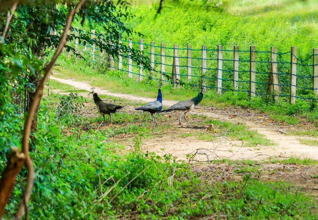 Doola River Edge Udawalawe Exterior foto